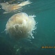 Охотское море. Медуза